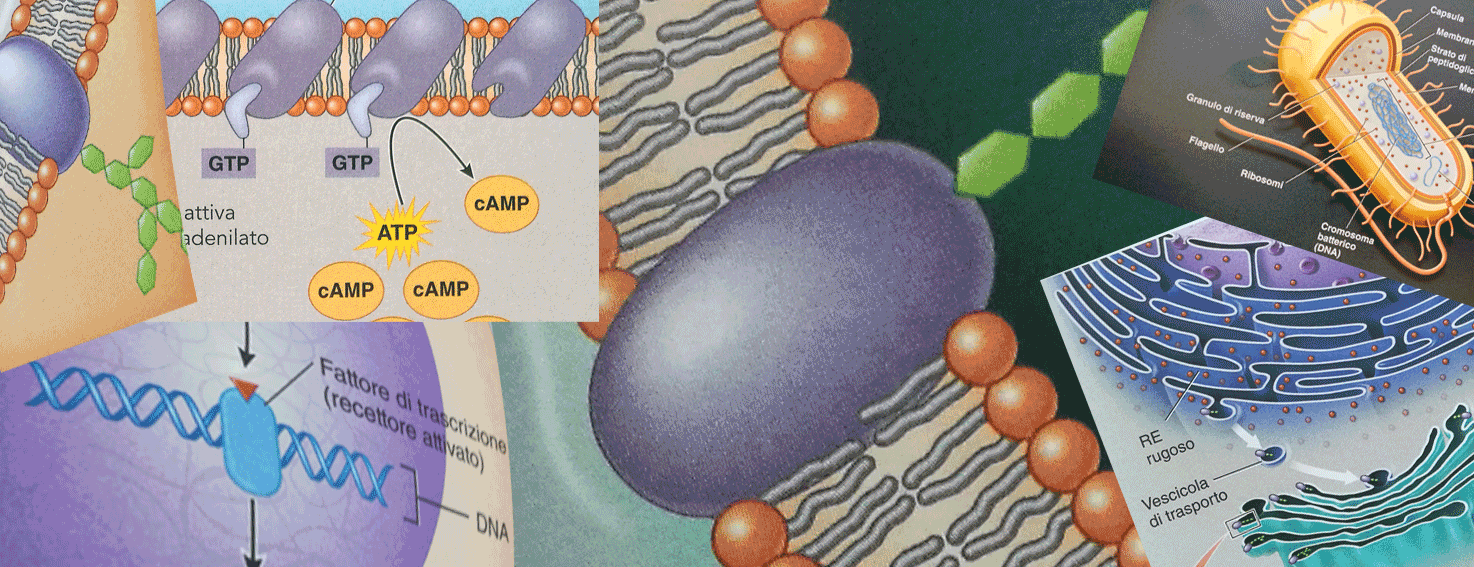 Dipartimento di Medicina Sperimentale